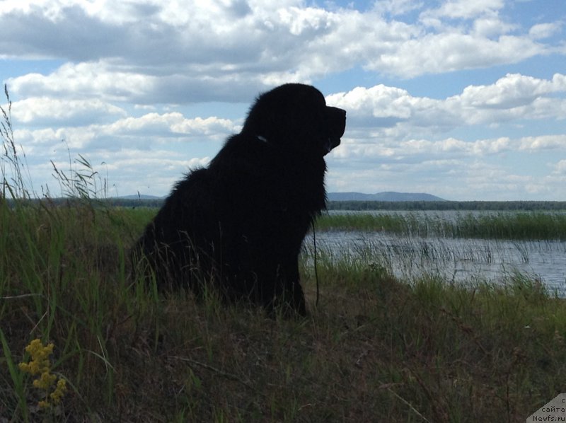 Фото: ньюфаундленд Akvian Song Over ze YUnivers (Аквиан Сонг Овер зе Юниверс)