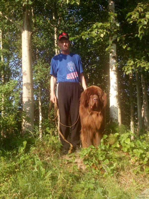 Фото: ньюфаундленд Braunblad MSK Sidni Svitin Sanlayt (Браунблад МСК Сидни Свитин Санлайт)