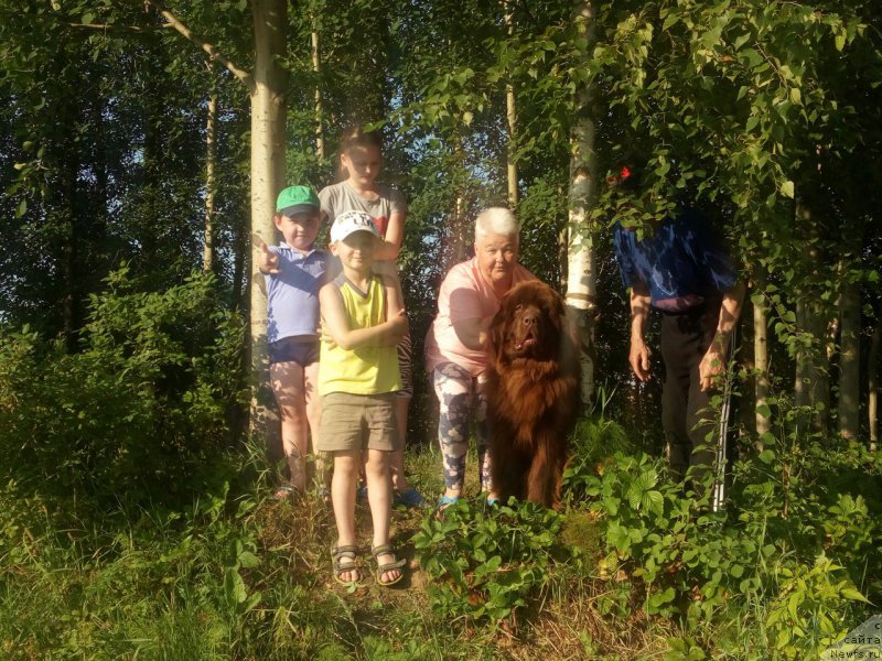 Фото: ньюфаундленд Braunblad MSK Sidni Svitin Sanlayt (Браунблад МСК Сидни Свитин Санлайт)