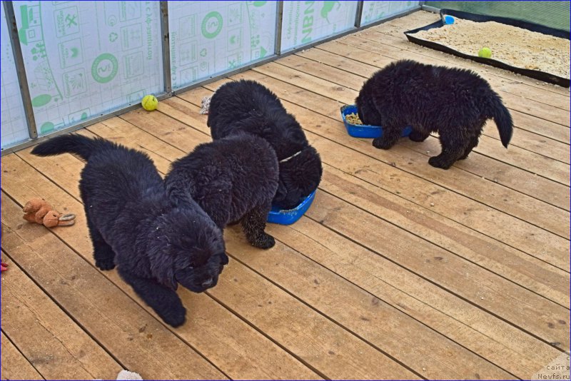 Фотография № 228290