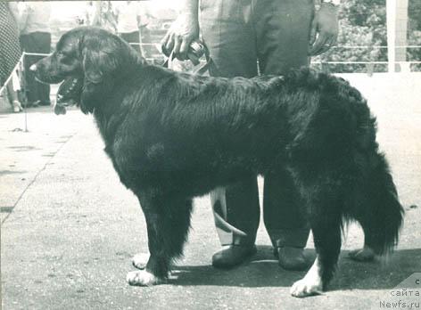 Фото: ньюфаундленд Cara (Цара)