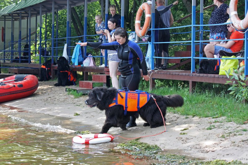Фото: ньюфаундленд Angel Khranitel Gruffidd (Ангел Хранитель Граффидд)
