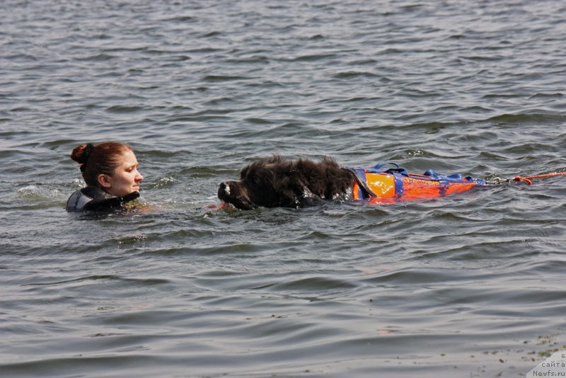 Фото: ньюфаундленд Angel Khranitel Gruffidd (Ангел Хранитель Граффидд)