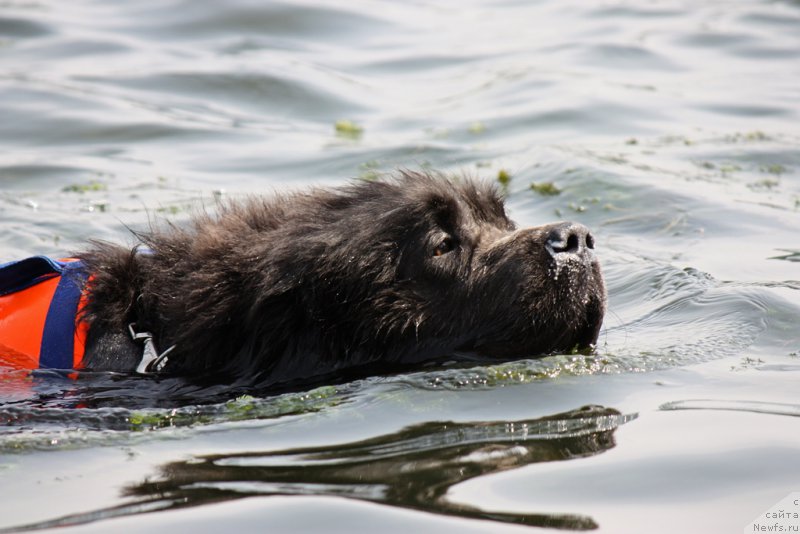Фото: ньюфаундленд Angel Khranitel Gruffidd (Ангел Хранитель Граффидд)