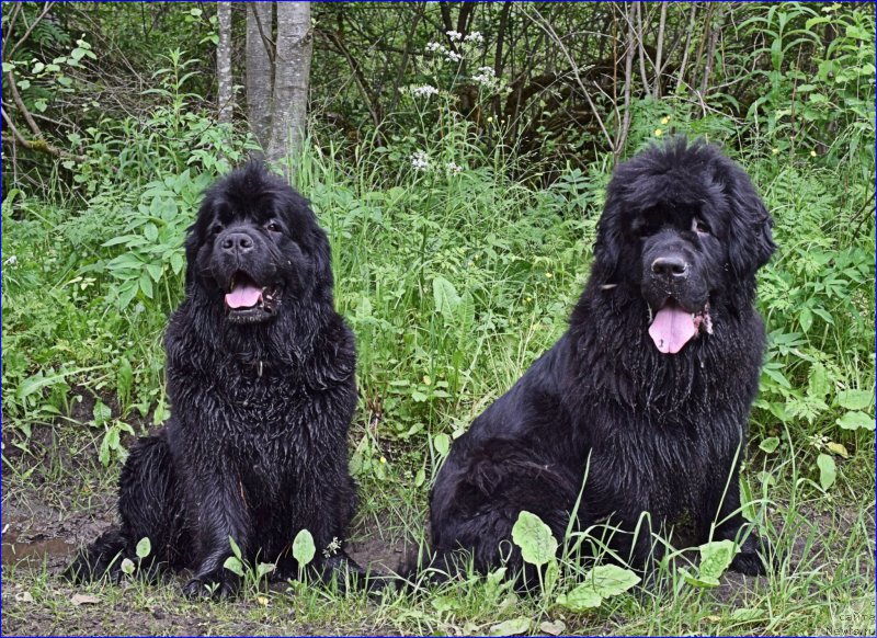 Фото: ньюфаундленд Belkonder-Club Dostuchat'sya Do Nebes (Белкондер-Клаб Достучаться До Небес), ньюфаундленд Tselogo Mira Malo iz Arkaima (Целого Мира Мало из Аркаима)