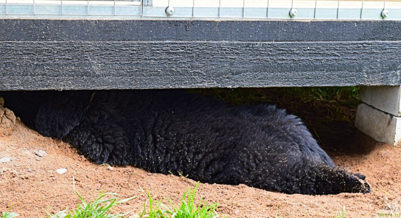 Фотография № 228325