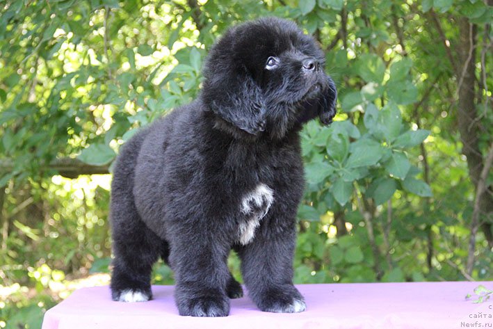 Фотография № 228330