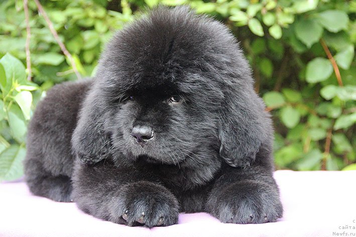 Фото: ньюфаундленд Monarh s Berega Dona (Монарх с Берега Дона)