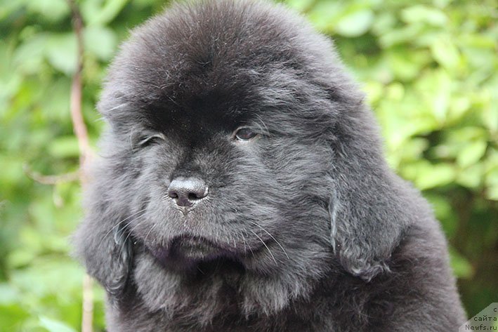 Фотография № 228335