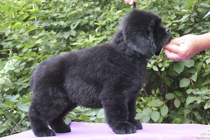 Фотография № 228336