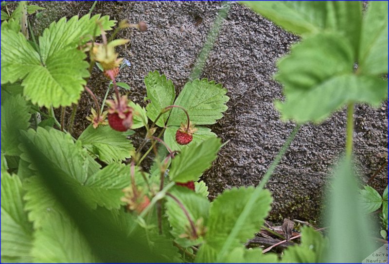 Фотография № 228368