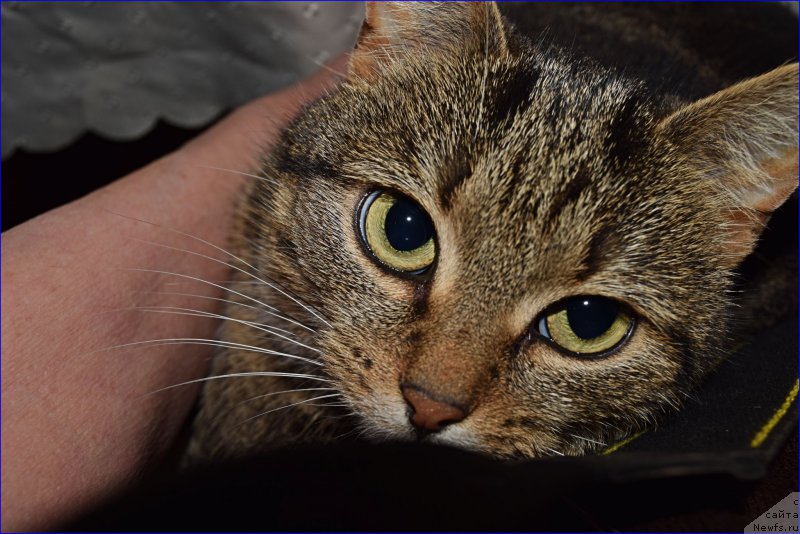 Фотография № 228375