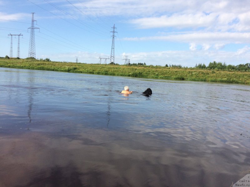 Фото: ньюфаундленд Chernaya Mafia Short and Sweet (Черная Мафия Шорт анд Свеет)