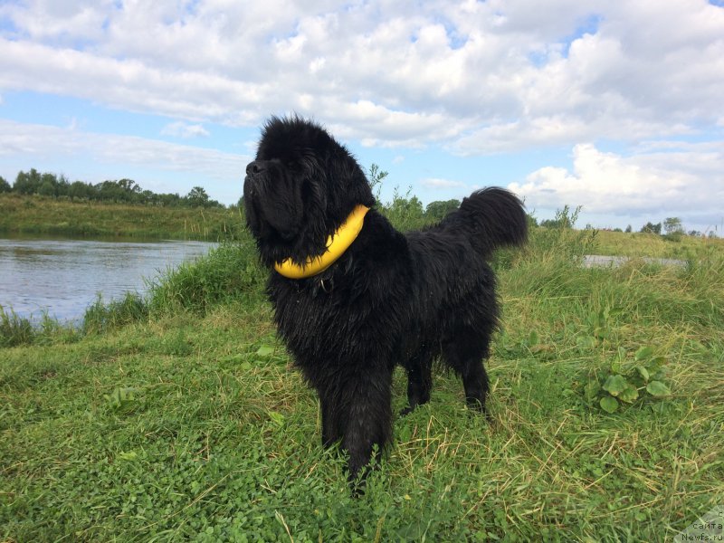 Фото: ньюфаундленд Chernaya Mafia Short and Sweet (Черная Мафия Шорт анд Свеет)