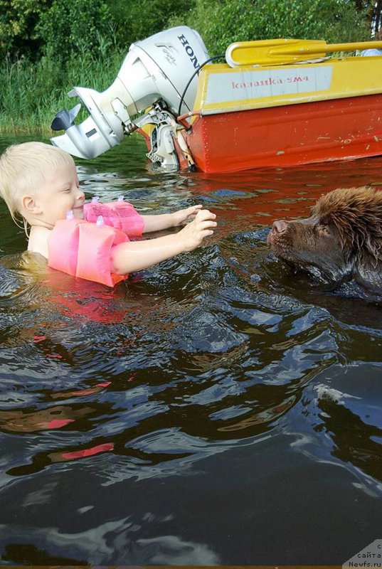 Фото: ньюфаундленд Braunblad MSK Dvayt Garnet (Браунблад МСК Двайт Гарнет)