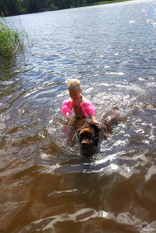 Фото: ньюфаундленд Braunblad MSK Dvayt Garnet (Браунблад МСК Двайт Гарнет)