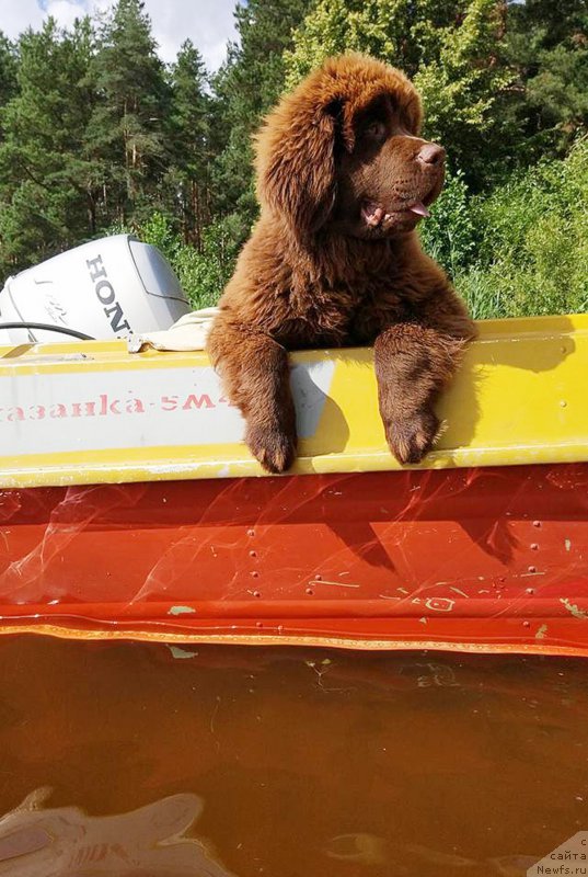 Фото: ньюфаундленд Braunblad MSK Dvayt Garnet (Браунблад МСК Двайт Гарнет)