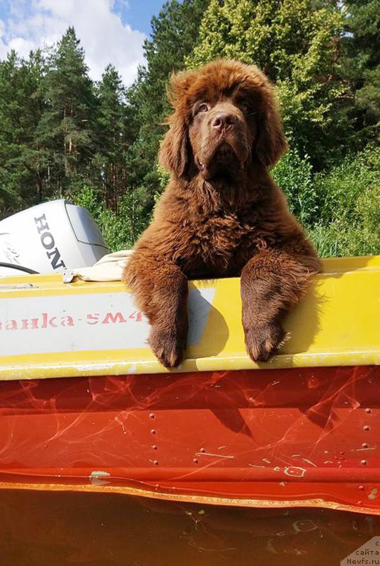 Фото: ньюфаундленд Braunblad MSK Dvayt Garnet (Браунблад МСК Двайт Гарнет)