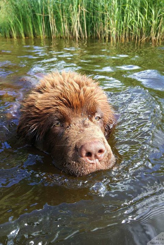 Фото: ньюфаундленд Braunblad MSK Dvayt Garnet (Браунблад МСК Двайт Гарнет)