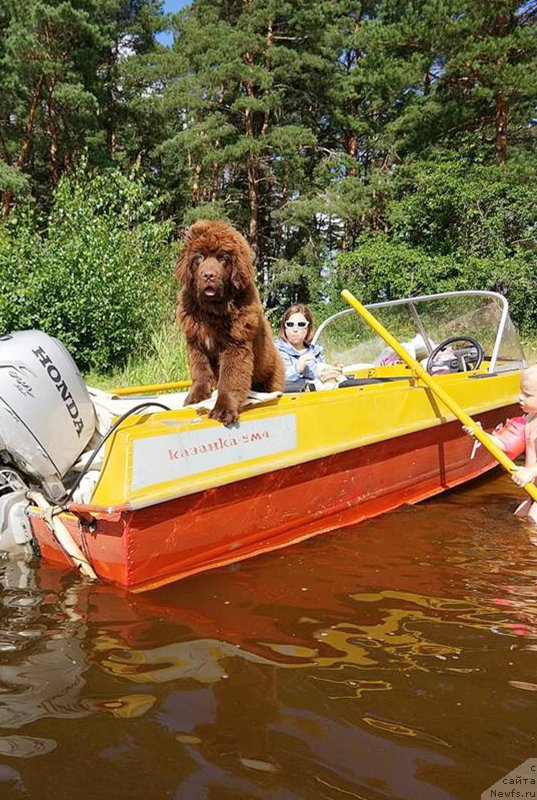 Фото: ньюфаундленд Braunblad MSK Dvayt Garnet (Браунблад МСК Двайт Гарнет)