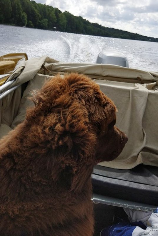 Фото: ньюфаундленд Braunblad MSK Dvayt Garnet (Браунблад МСК Двайт Гарнет)