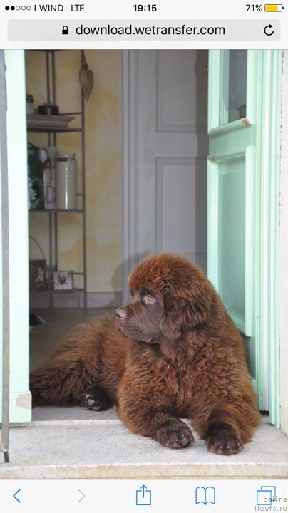 Фото: ньюфаундленд Braunblad MSK Djoy Orson (Браунблад МСК Джой Орсон)