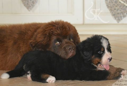 Фото: ньюфаундленд Braunblad MSK Djoy Orson (Браунблад МСК Джой Орсон)
