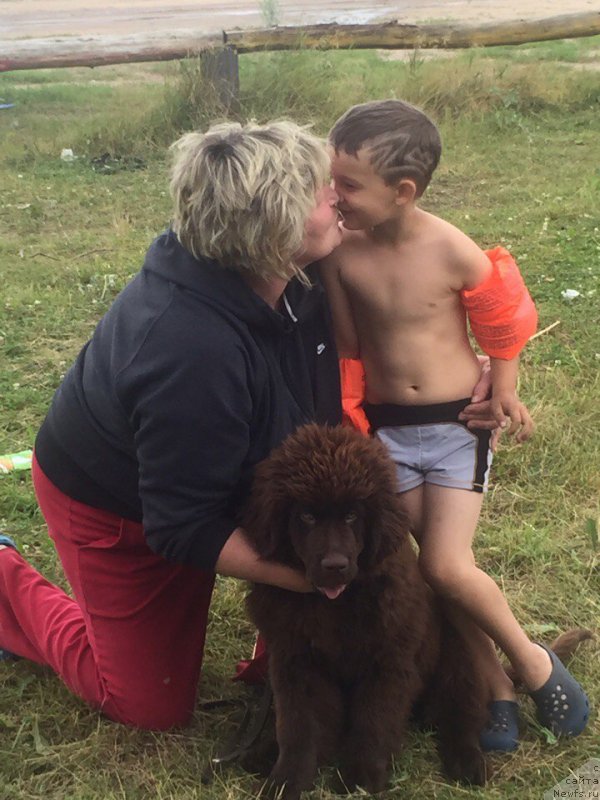 Фото: ньюфаундленд Braunblad MSK Donna Goldi (Браунблад МСК Донна Голди)