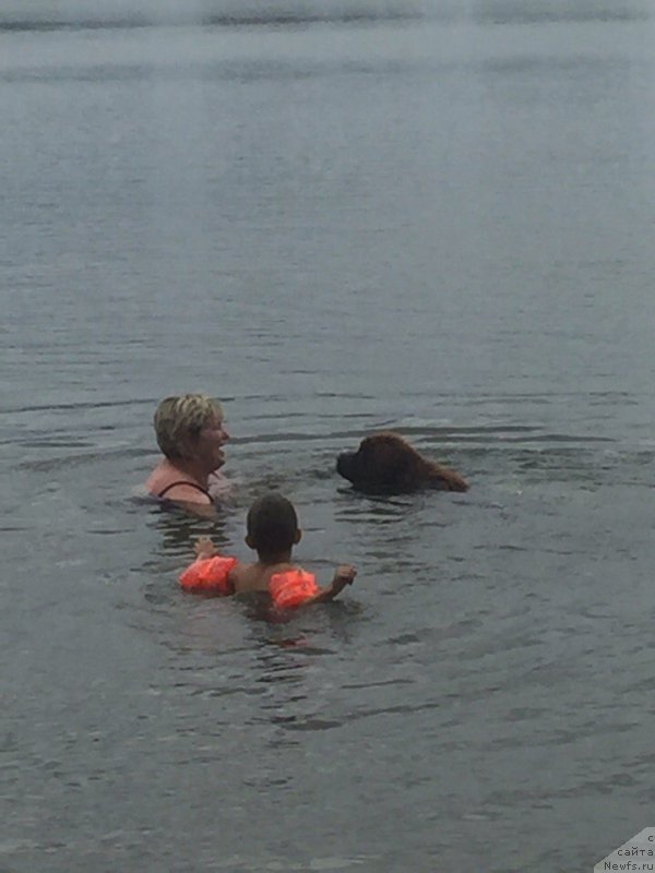 Фото: ньюфаундленд Braunblad MSK Donna Goldi (Браунблад МСК Донна Голди)