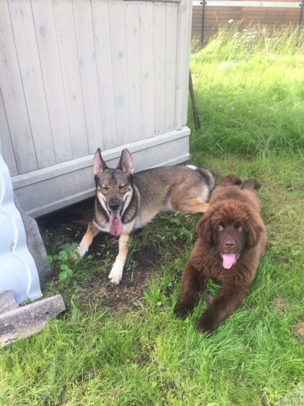 Фото: ньюфаундленд Braunblad MSK Djeyn Vendi (Браунблад МСК Джейн Венди)