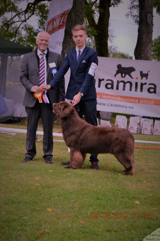 Фото: Judge: Gunnar Nymann (Denmark), ньюфаундленд Brownblood MSK Alpina Guardian Soul (Браунблад МСК Альпина Гуардиан Соул)