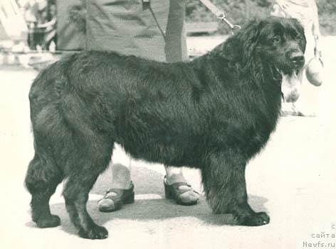 Фото: ньюфаундленд Gerced Florida (Герцед Флорида)