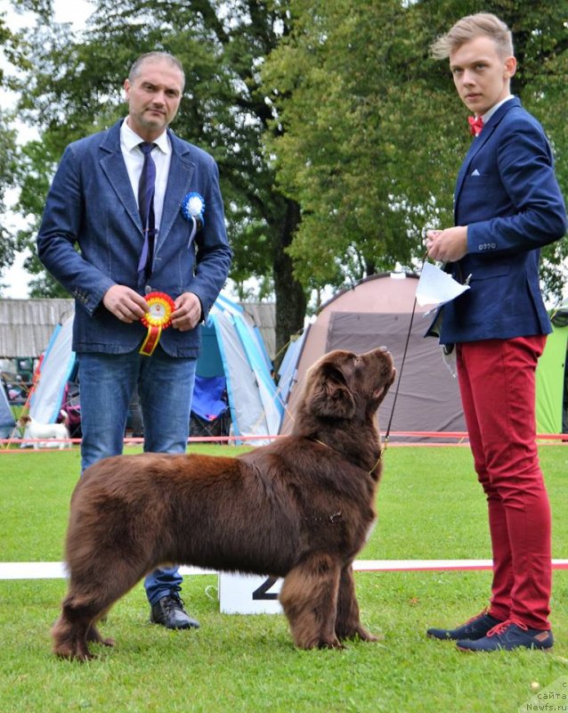 Фото: judge: AUGUSTIN lONESCU, Romania, ньюфаундленд Brownblood MSK Alpina Guardian Soul (Браунблад МСК Альпина Гуардиан Соул)