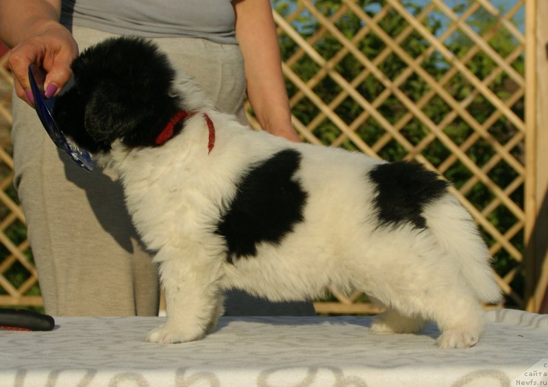 Фото: ньюфаундленд Snou Viking B'yuti (Сноу Викинг Бьюти)