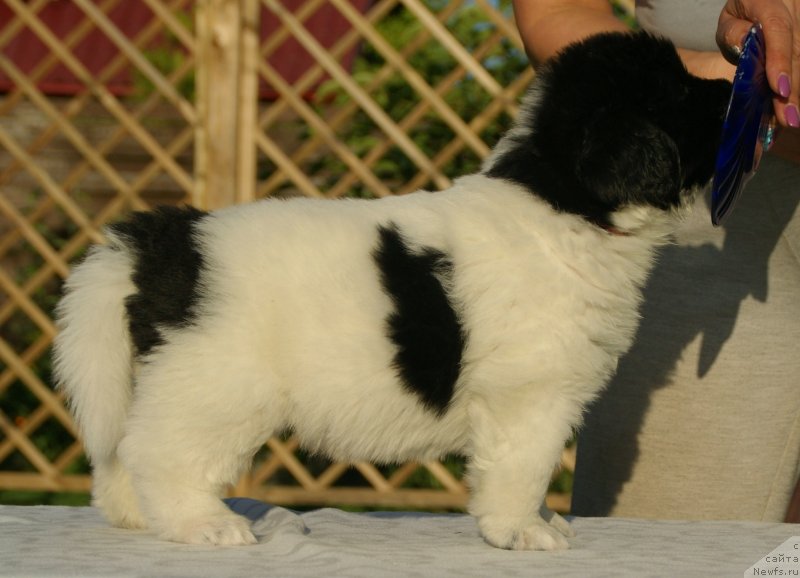 Фото: ньюфаундленд Snou Viking B'yuti (Сноу Викинг Бьюти)