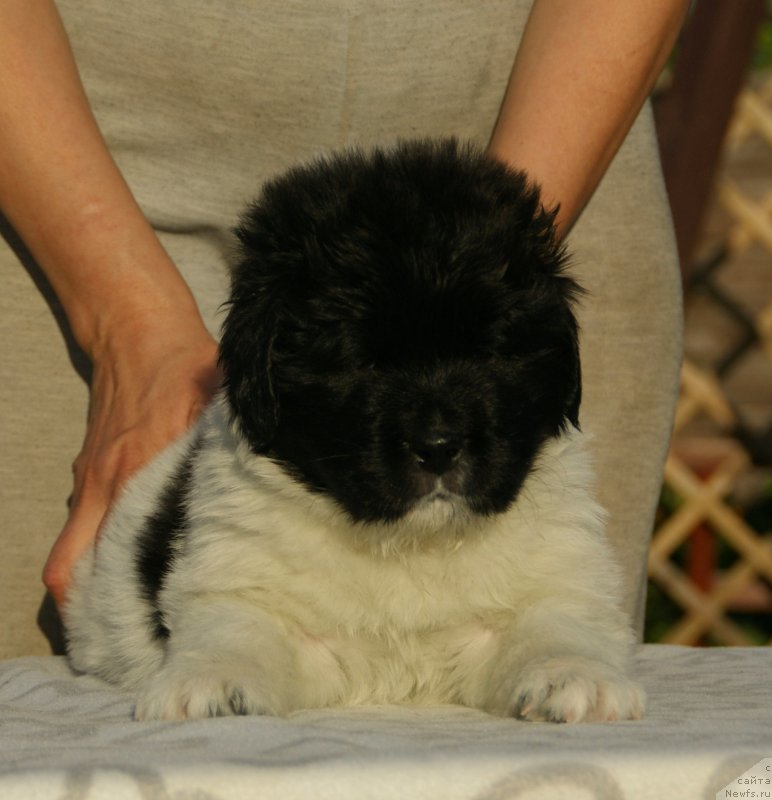 Фото: ньюфаундленд Snou Viking B'yuti (Сноу Викинг Бьюти)