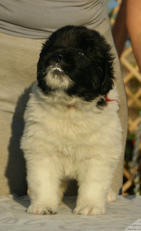 Фото: ньюфаундленд Snou Viking B'yuti (Сноу Викинг Бьюти)