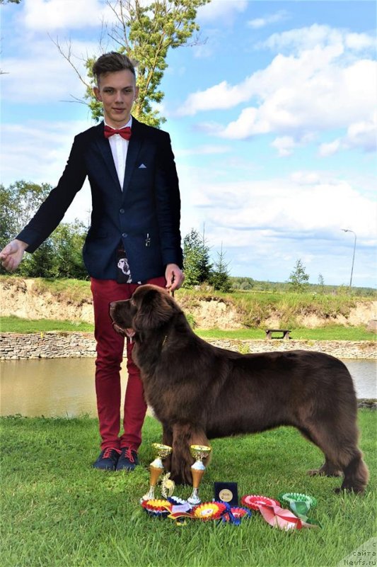 Фото: ньюфаундленд Brownblood MSK Alpina Guardian Soul (Браунблад МСК Альпина Гуардиан Соул)