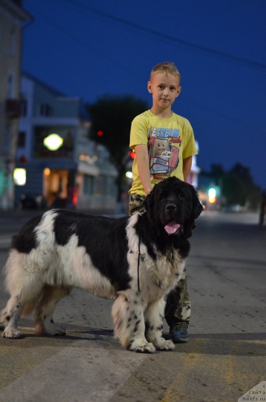 Фото: ньюфаундленд Sunny Safranit Citrine (Сунну Сафранит Цитрине)