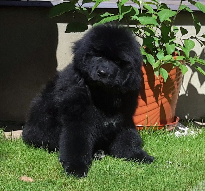 Фото: ньюфаундленд H'yui L'yuis Hyemilton (Хьюи Льюис Хэмилтон)