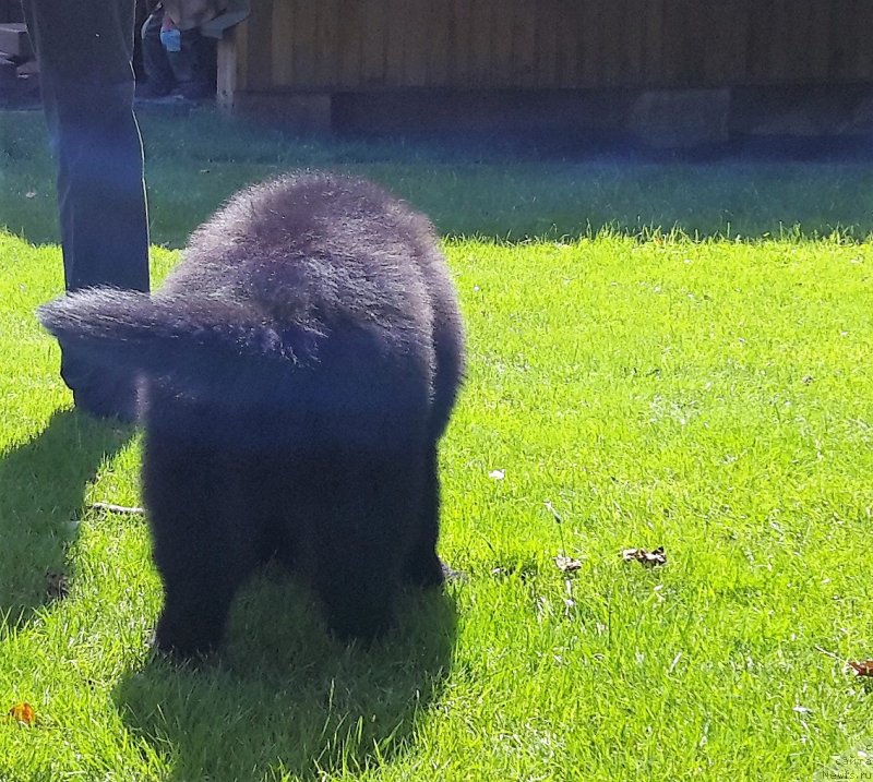 Фото: ньюфаундленд H'yui L'yuis Hyemilton (Хьюи Льюис Хэмилтон)