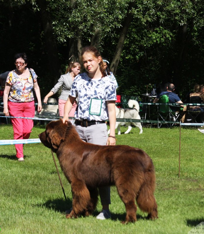 Фото: ньюфаундленд Brownblood MSK Audi Red Less (Браунблад МСК Ауди Рэд Лэсс), Mariya SHmeleva (Мария Шмелева)