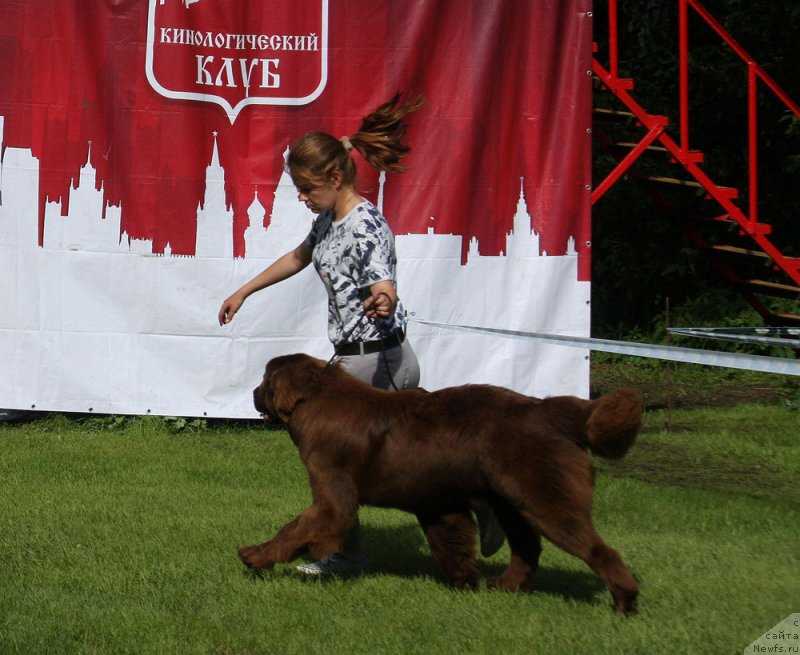 Фото: ньюфаундленд Brownblood MSK Audi Red Less (Браунблад МСК Ауди Рэд Лэсс), Mariya SHmeleva (Мария Шмелева)