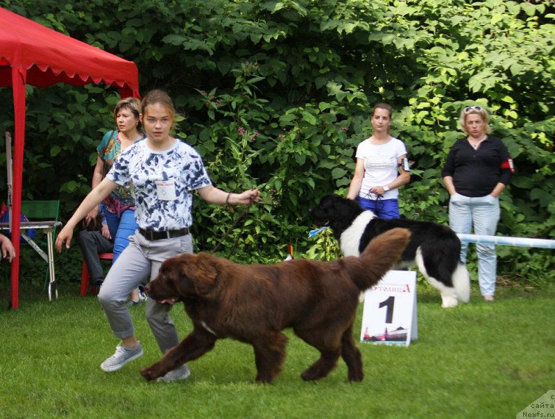 Фото: ньюфаундленд Brownblood MSK Audi Red Less (Браунблад МСК Ауди Рэд Лэсс), Mariya SHmeleva (Мария Шмелева)