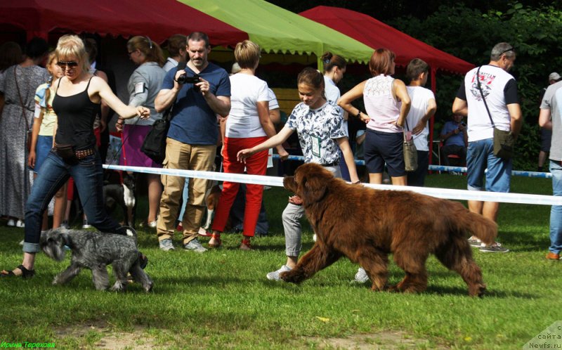 Фото: ньюфаундленд Charmer Denkam Bronze (Чармер Денкам Бронз)