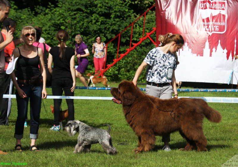 Фото: ньюфаундленд Charmer Denkam Bronze (Чармер Денкам Бронз)