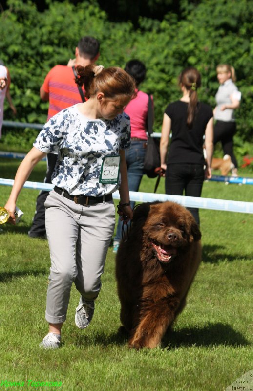 Фото: ньюфаундленд Charmer Denkam Bronze (Чармер Денкам Бронз)
