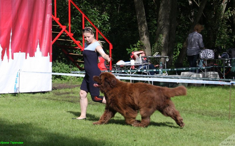 Фото: ньюфаундленд Charmer Denkam Bronze (Чармер Денкам Бронз)