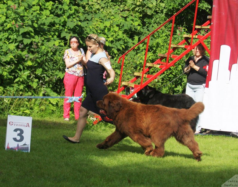 Фото: ньюфаундленд Charmer Denkam Bronze (Чармер Денкам Бронз)