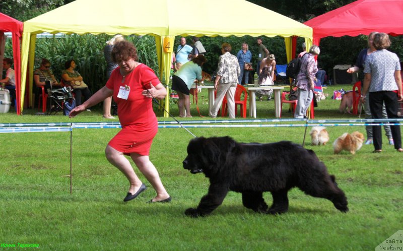 Фото: ньюфаундленд Mercedes Vialiki Miadzvedz (Мерседес Вялiкi Мядзведзь)